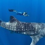 Discovering the Majestic Whale Sharks of Sumbawa: A Dive into Nature’s Gentle Giants