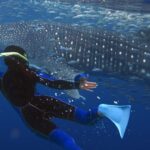 Dive into Adventure: The Ultimate Whale Shark Tour in Sumbawa