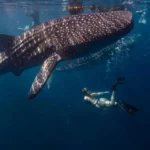 Discovering the Sumbawa Whale Shark from Lombok: A Journey into the Depths of Marine Wonder